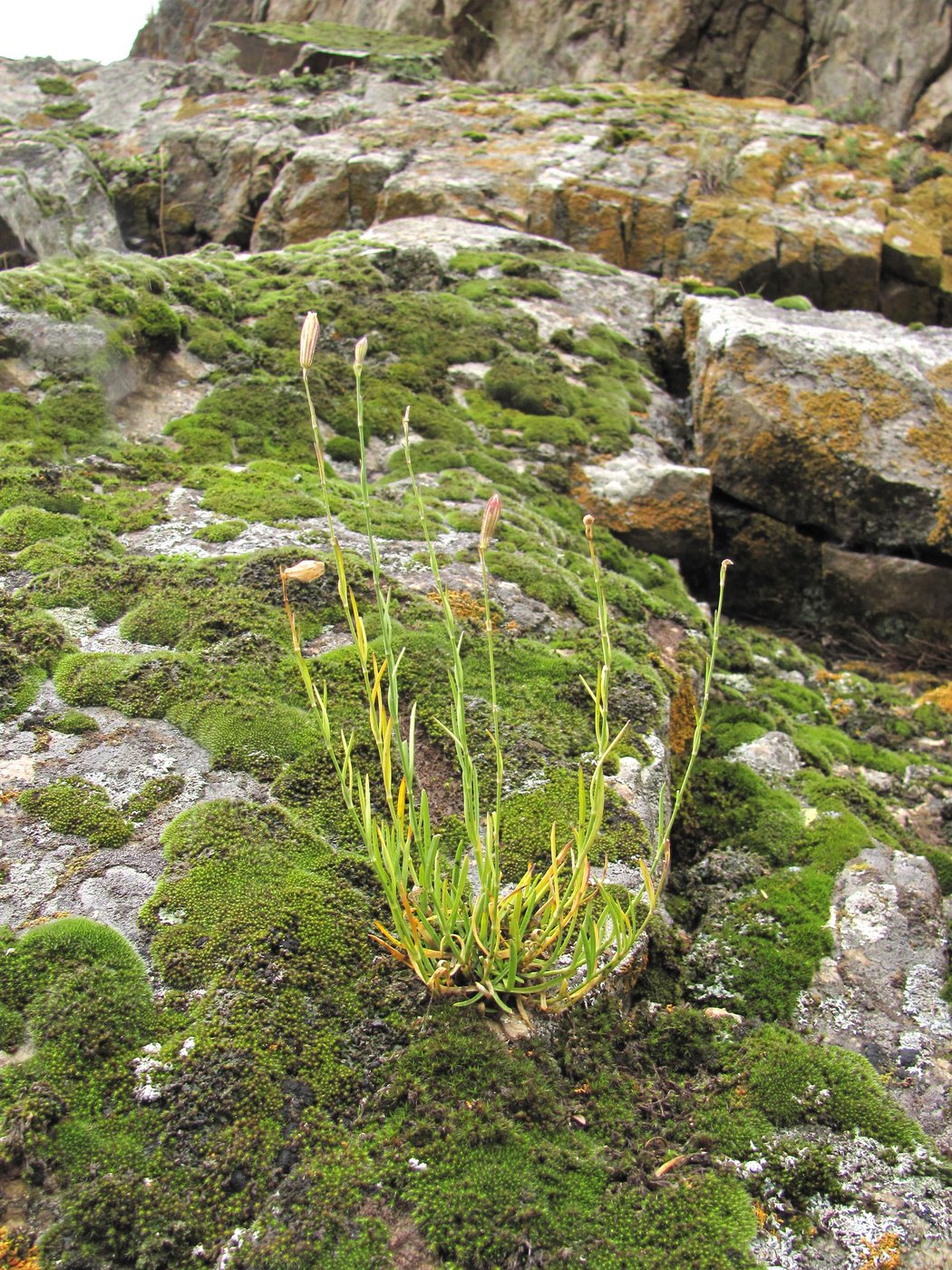 Image of Silene linearifolia specimen.