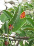 Pyrus caucasica. Лист с поражениями. Кабардино-Балкария, Эльбрусский р-н, окр. с. Бедык, ок. 1000 м н.у.м., берег ручья. 08.08.2018.