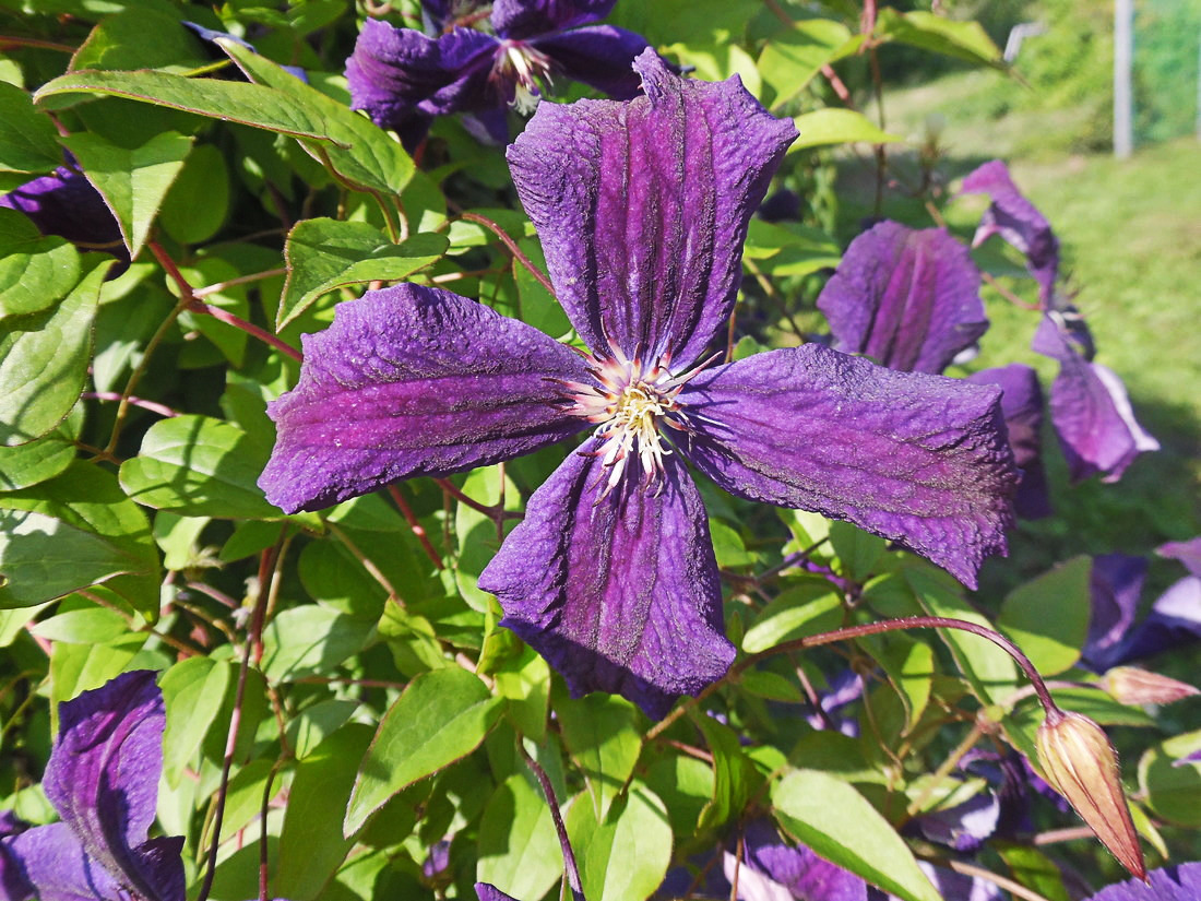 Изображение особи Clematis viticella.