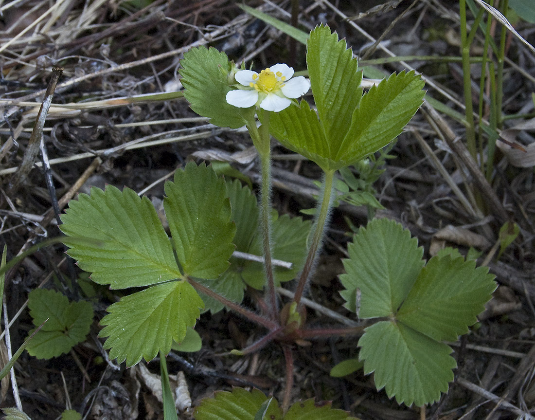 Image of Fragaria vesca specimen.