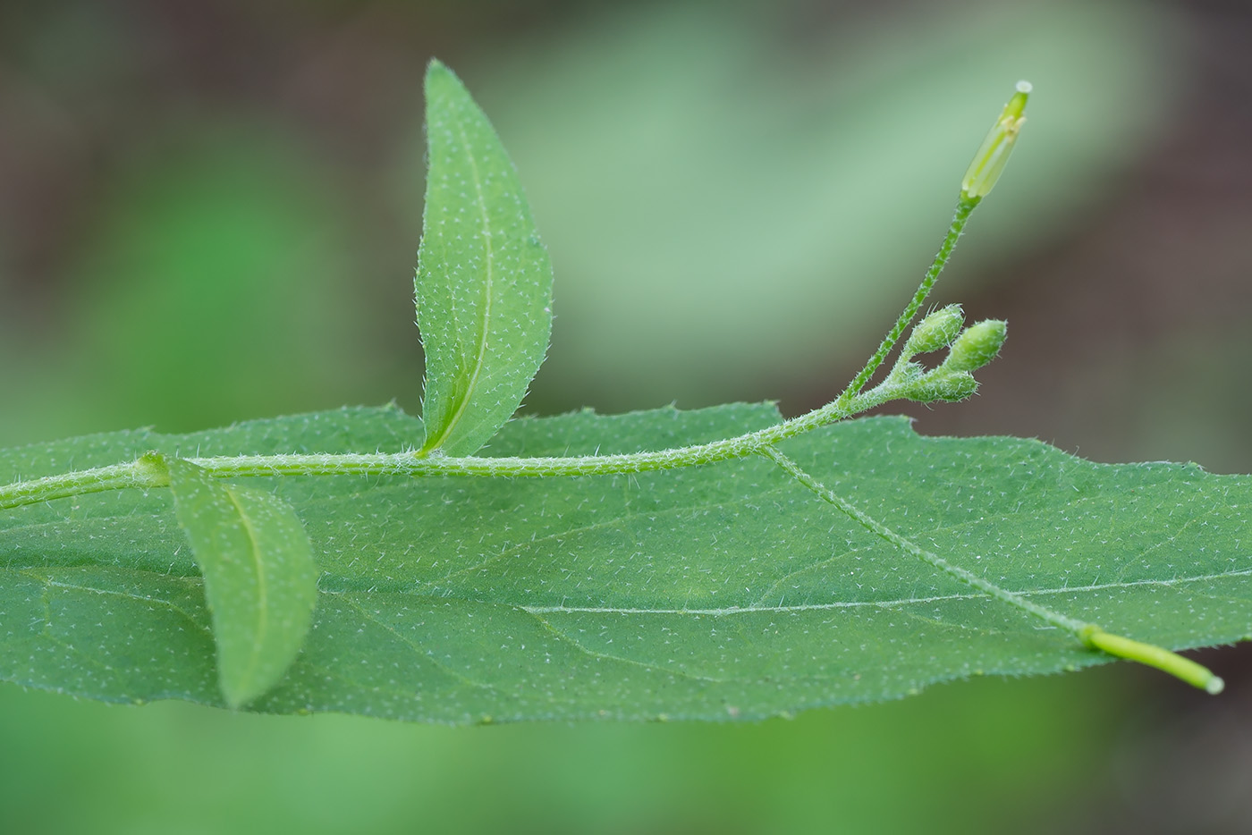 Image of Arabis pendula specimen.