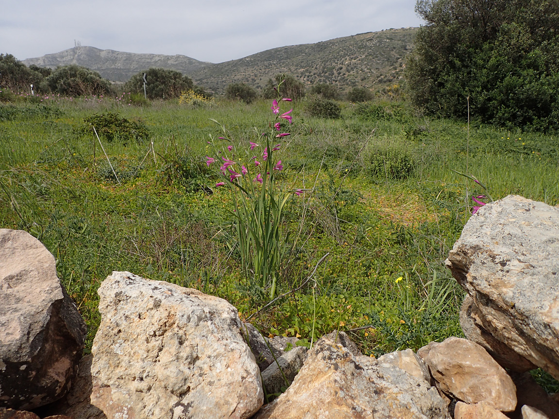 Image of Gladiolus italicus specimen.