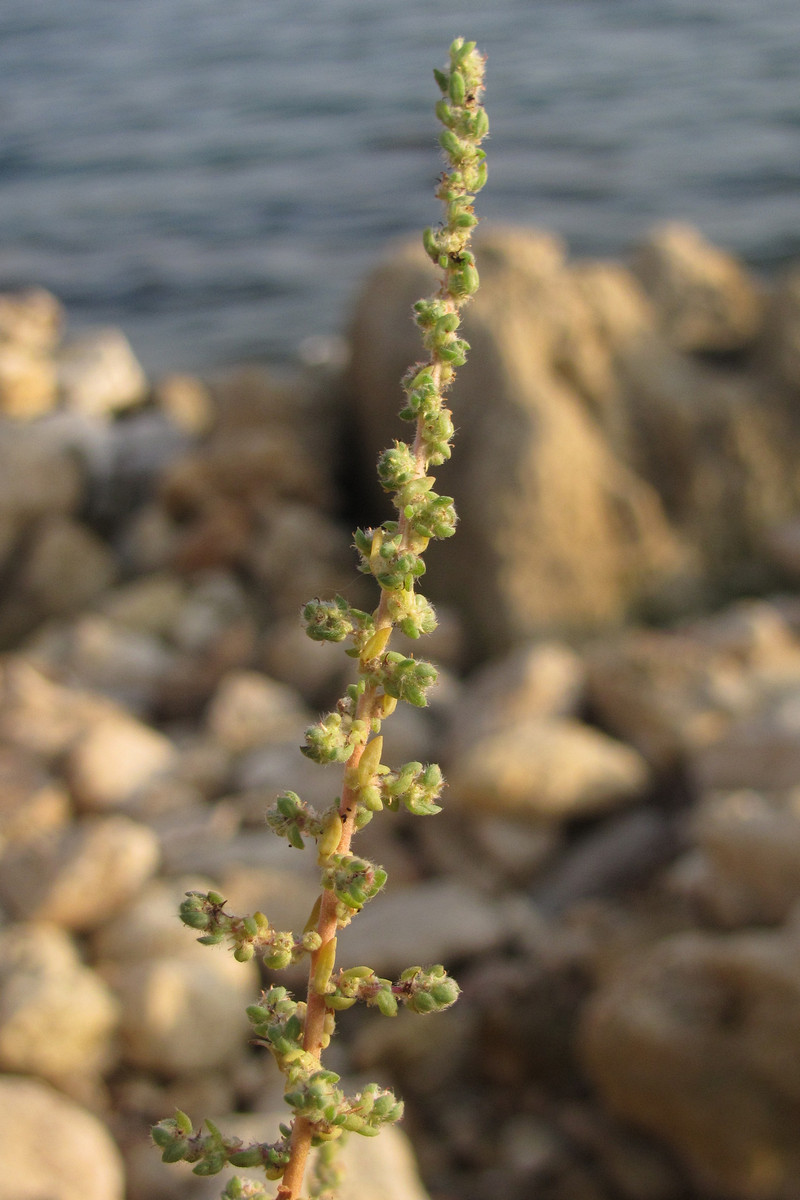 Image of Bassia hyssopifolia specimen.