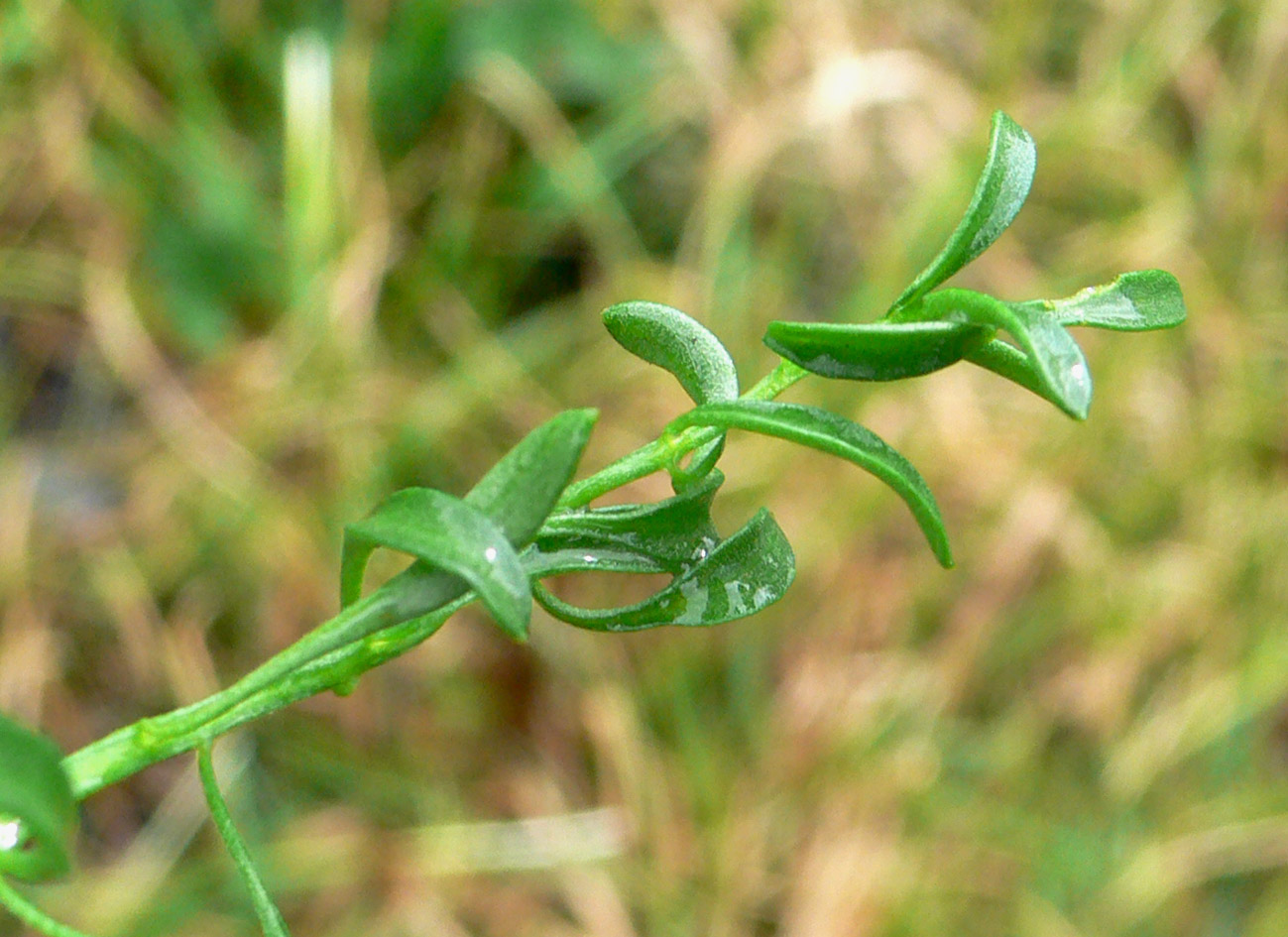 Image of Cardamine pratensis specimen.