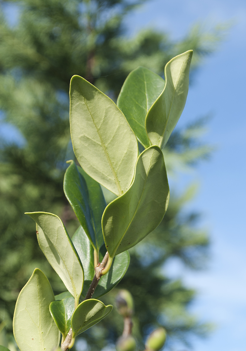 Image of Ligustrum japonicum specimen.