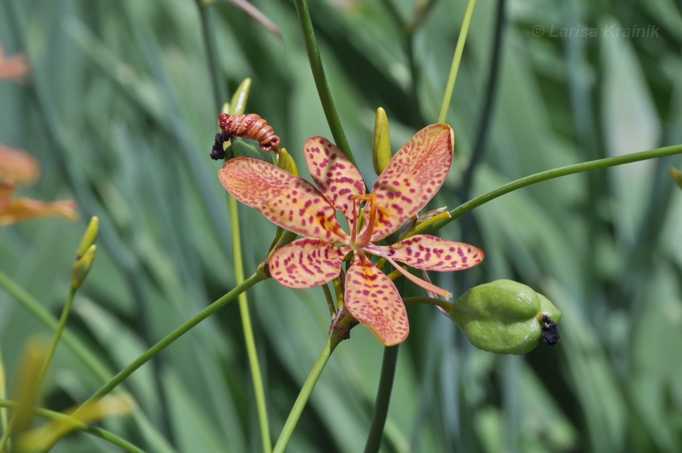 Изображение особи Belamcanda chinensis.