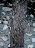 Sorbus aucuparia