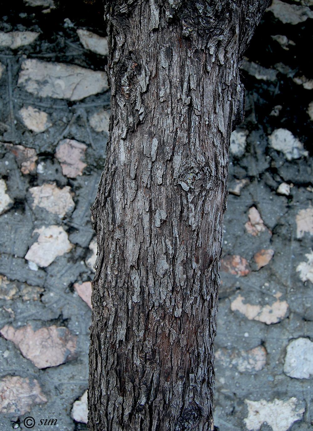 Image of Sorbus aucuparia specimen.