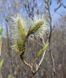 Salix udensis