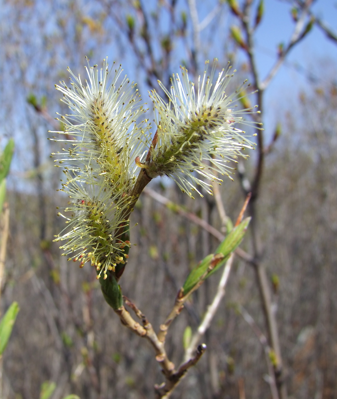 Изображение особи Salix udensis.