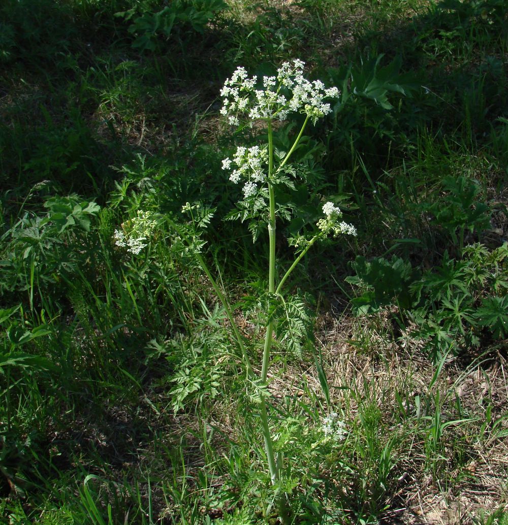 Изображение особи Anthriscus sylvestris.
