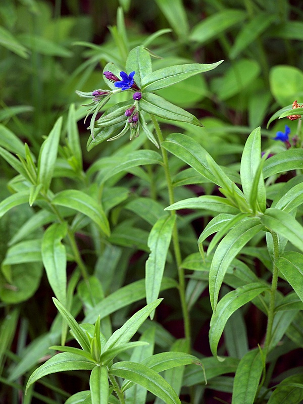 Изображение особи Aegonychon purpureocaeruleum.