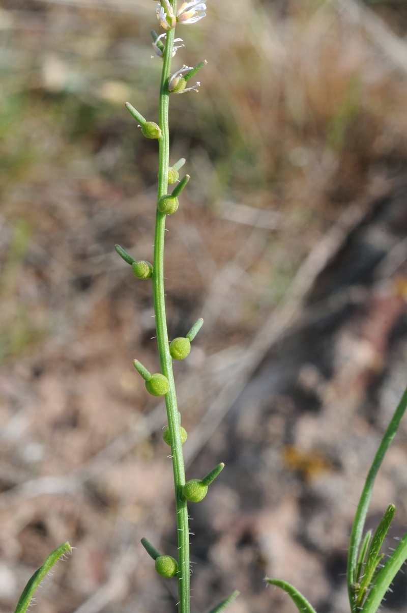 Image of Litwinowia tenuissima specimen.