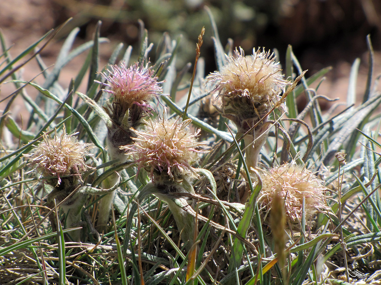 Image of Saussurea leucophylla specimen.