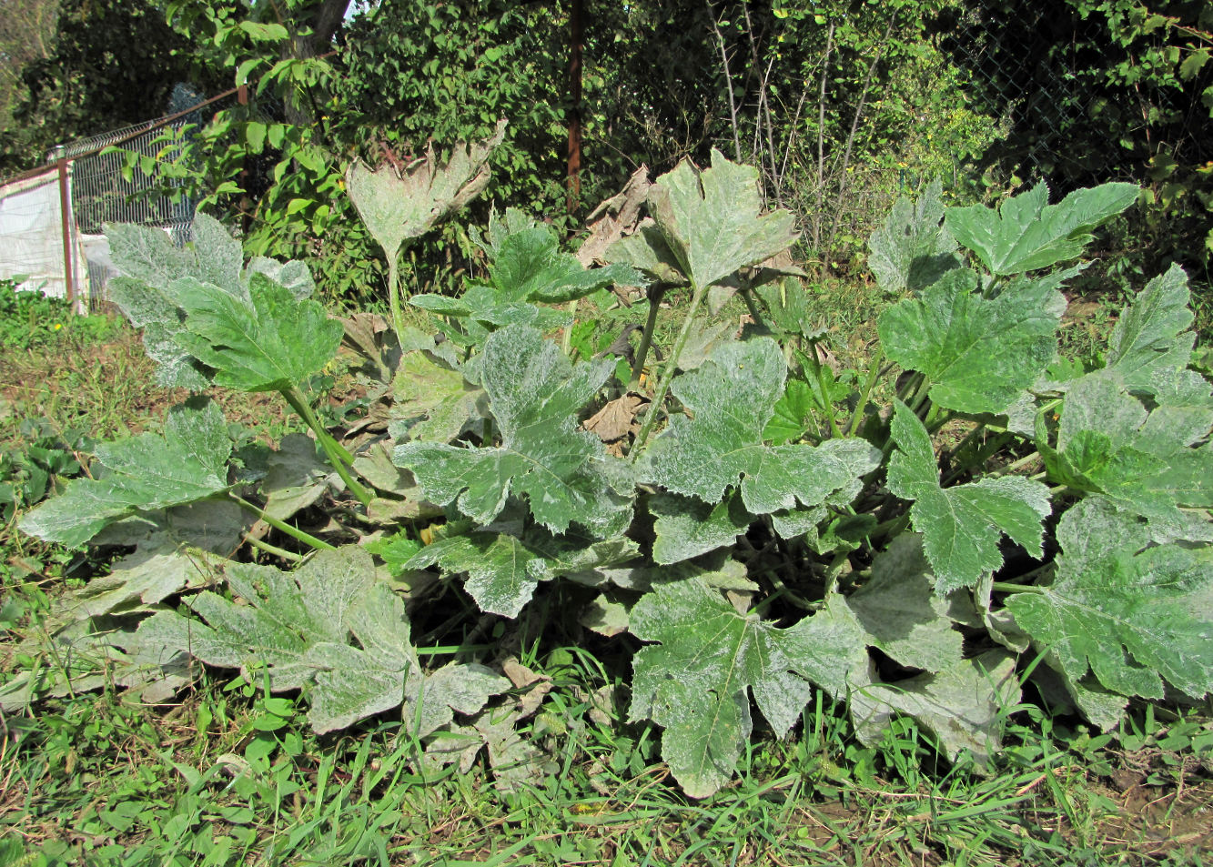 Image of Cucurbita pepo specimen.
