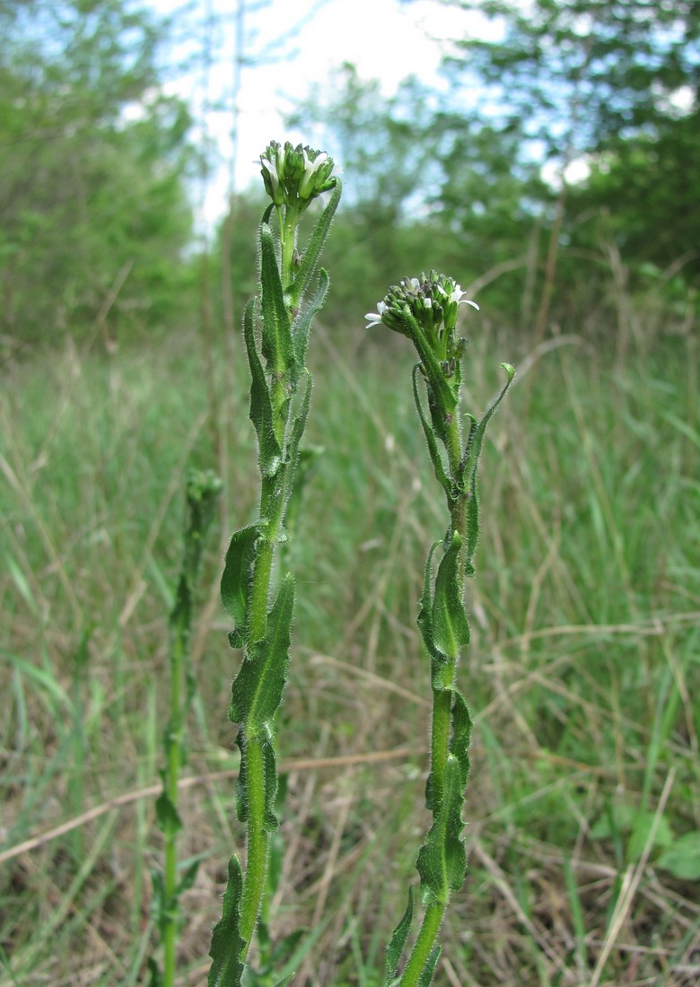 Image of Arabis sagittata specimen.