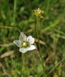 Parnassia palustris. Цветок. Ставропольский край, окр. г. Кисловодск, Берёзовское ущелье, луг в пойме реки. 15.09.2018.