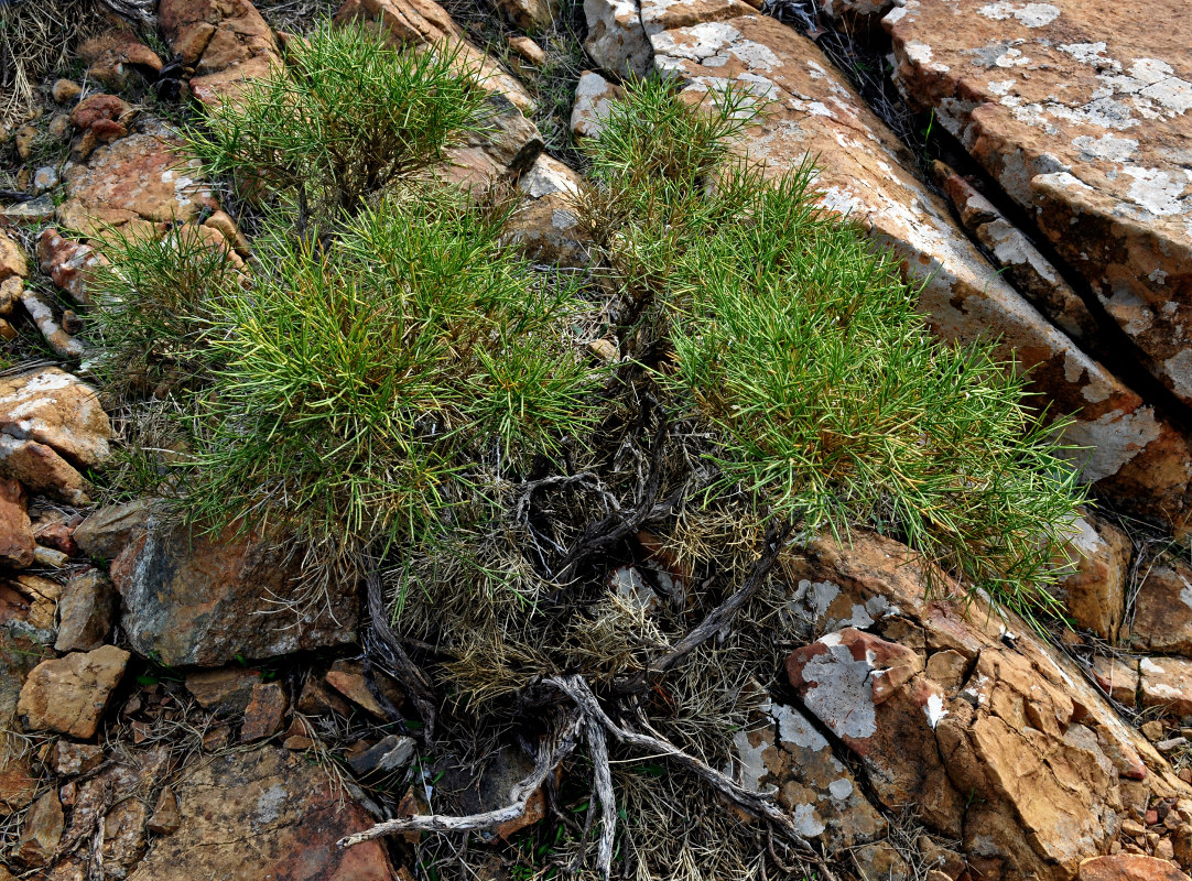 Изображение особи Genista acanthoclada.