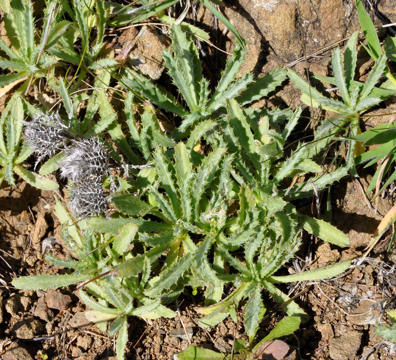 Image of Atractylis cancellata specimen.