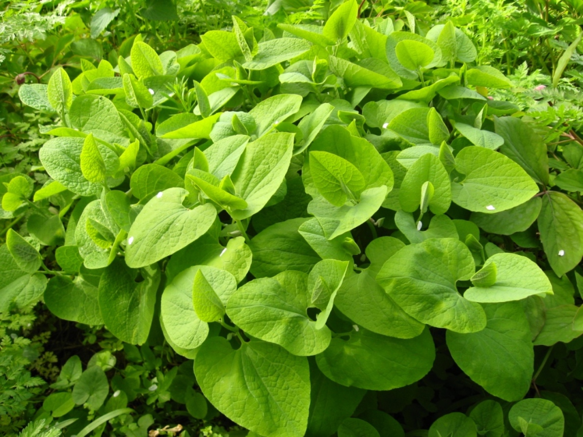 Image of Aristolochia iberica specimen.