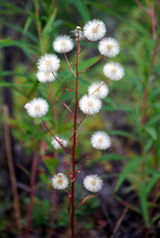 Image of Erigeron politus specimen.