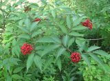 Sambucus racemosa. Ветви с соплодиями. Архангельская обл., Вельский р-н, окр. г. Вельск, опушка леса. 18.07.2011.