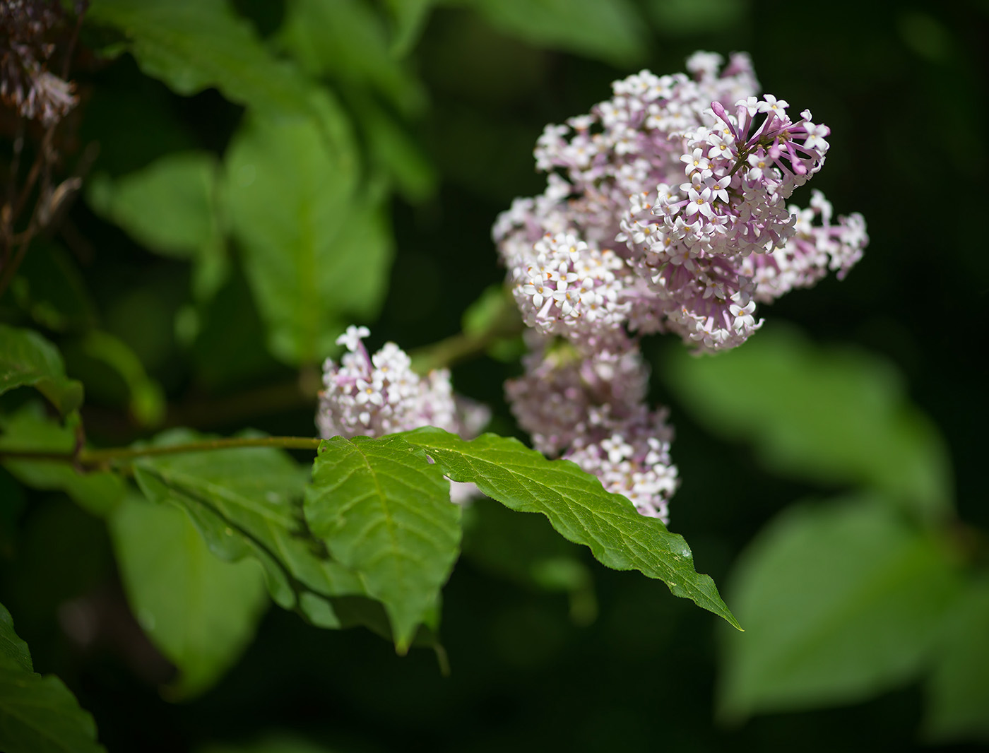 Image of Syringa josikaea specimen.