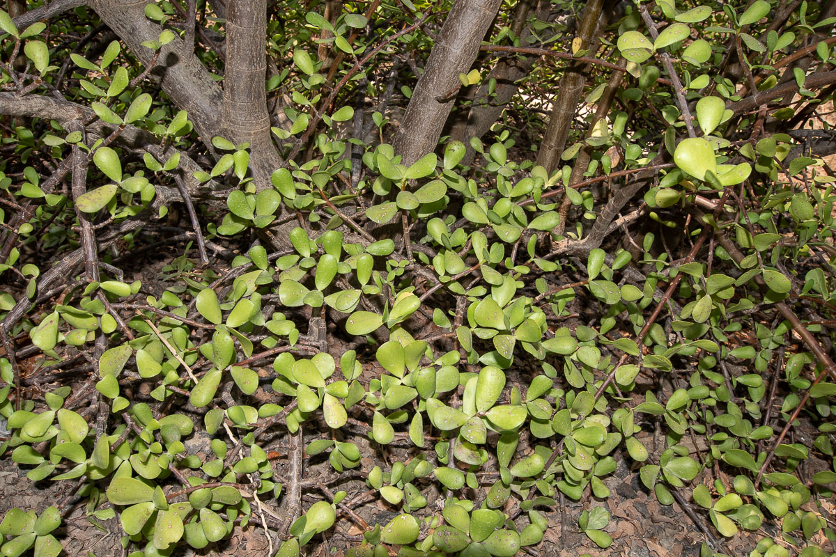 Image of Portulacaria afra specimen.