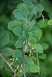 Berberis amurensis