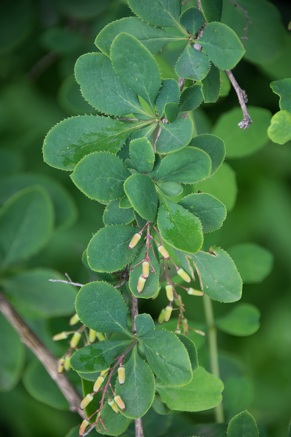 Image of Berberis amurensis specimen.