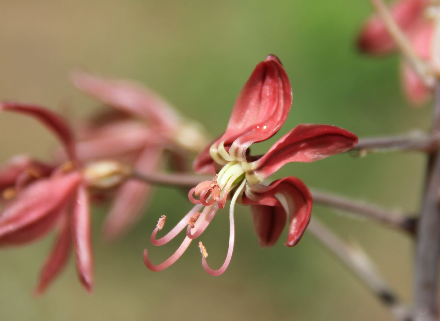 Изображение особи Eremurus alberti.