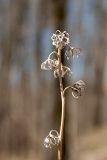 Campanula trachelium. Остатки сухого прошлогоднего соплодия. Санкт-Петербург, Дудергофские высоты, широколиственный лес. 21.04.2019.