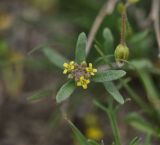 genus Alyssum. Верхушка цветущего растения. Турция, ил Ыгдыр, г. Тузлуджа, Кульпинский соляной промысел, подножие соляной горы Тузлуджа, луг. 18.04.2018.