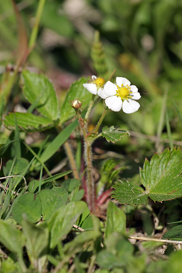 Image of Fragaria vesca specimen.