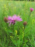 Смотреть изображение Centaurea jacea