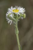 Erigeron annuus