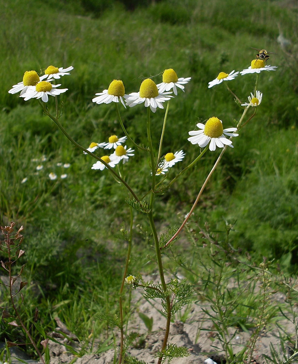 Image of Matricaria recutita specimen.