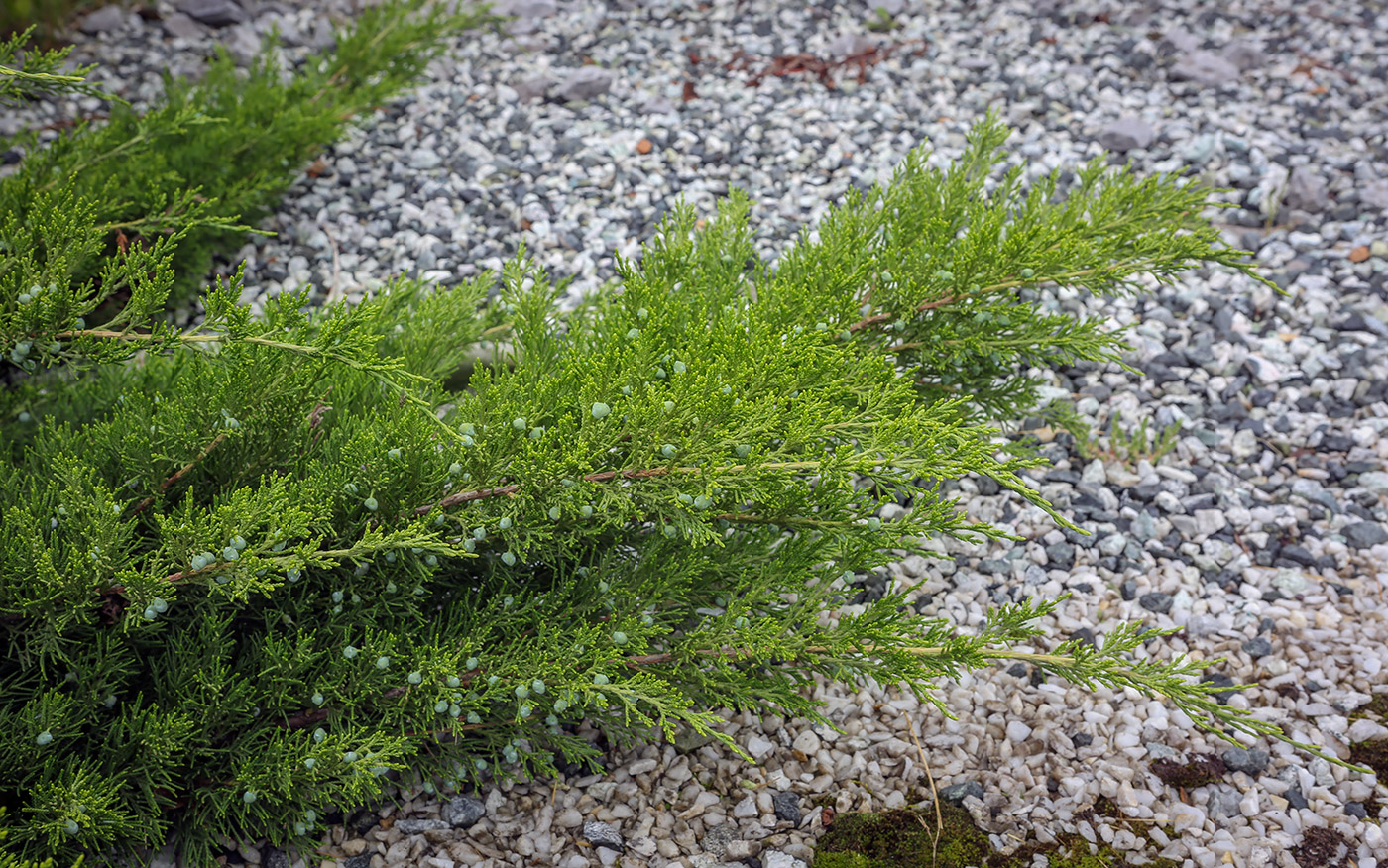 Image of Juniperus sabina specimen.