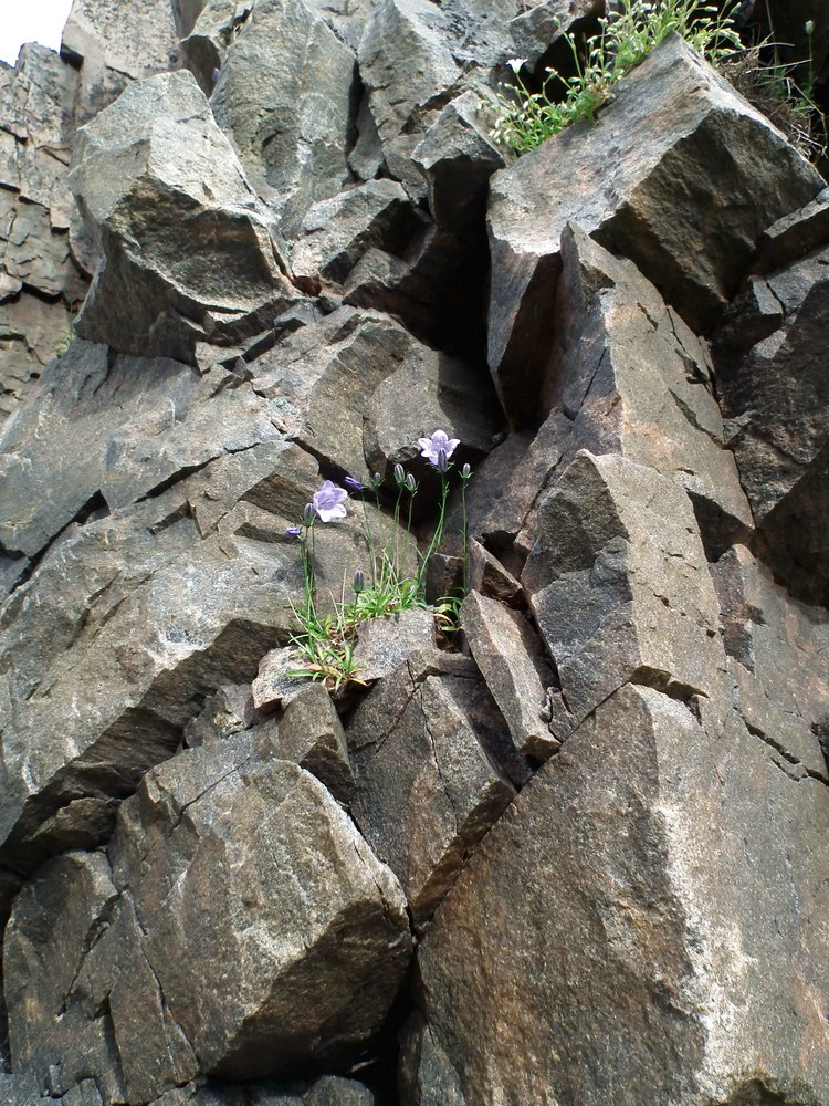 Image of Campanula rotundifolia specimen.