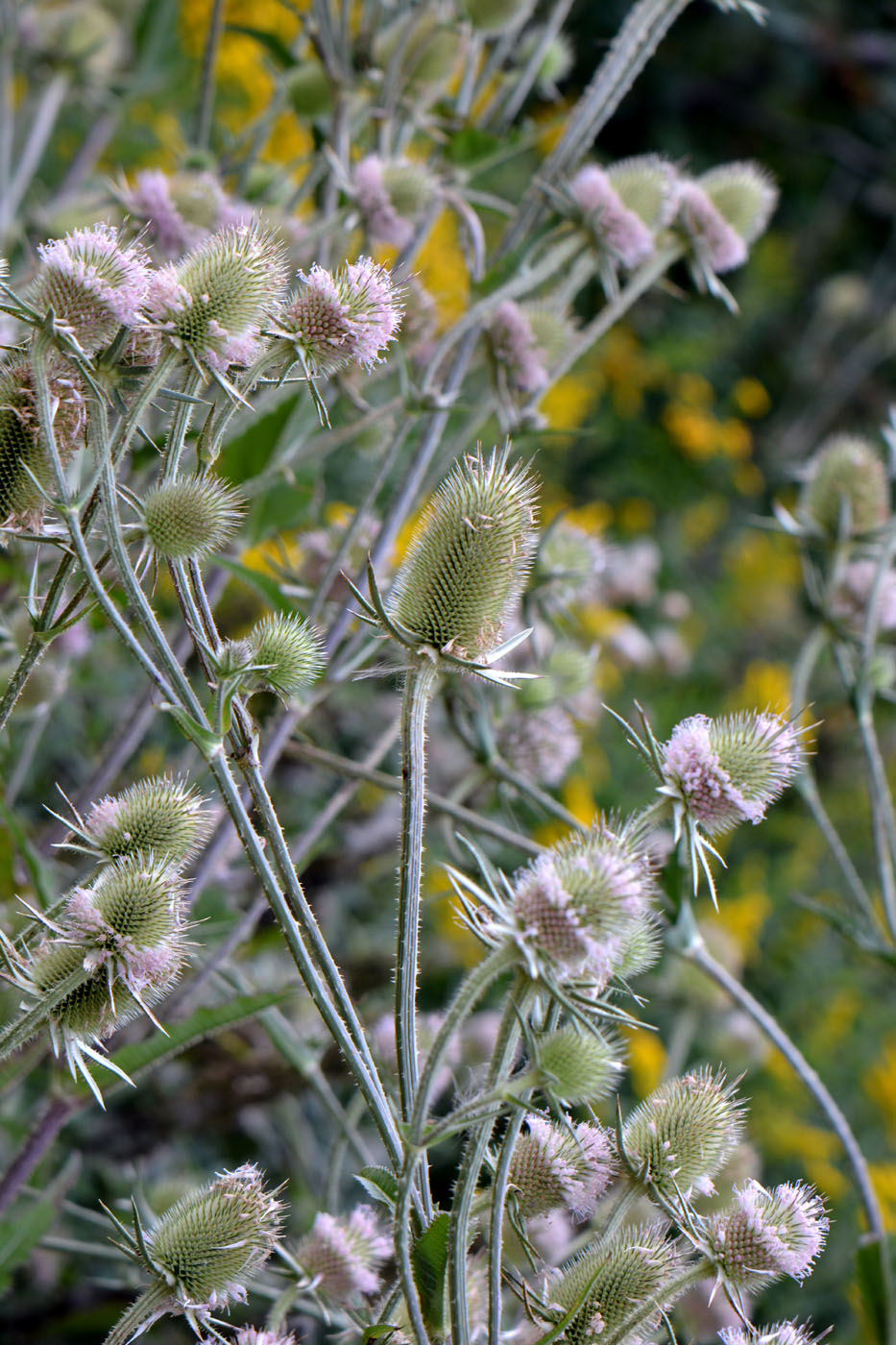 Изображение особи Dipsacus sativus.