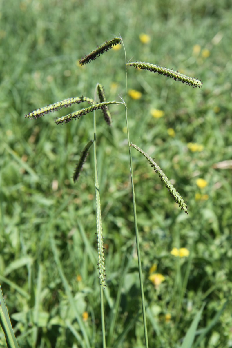 Image of Paspalum dilatatum specimen.