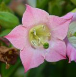 Nicotiana tabacum. Цветок. Москва, парк \"Коломенское\", в культуре. Август 2019 г.