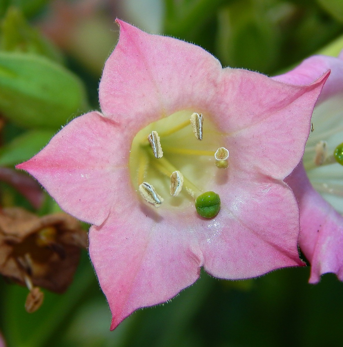 Изображение особи Nicotiana tabacum.