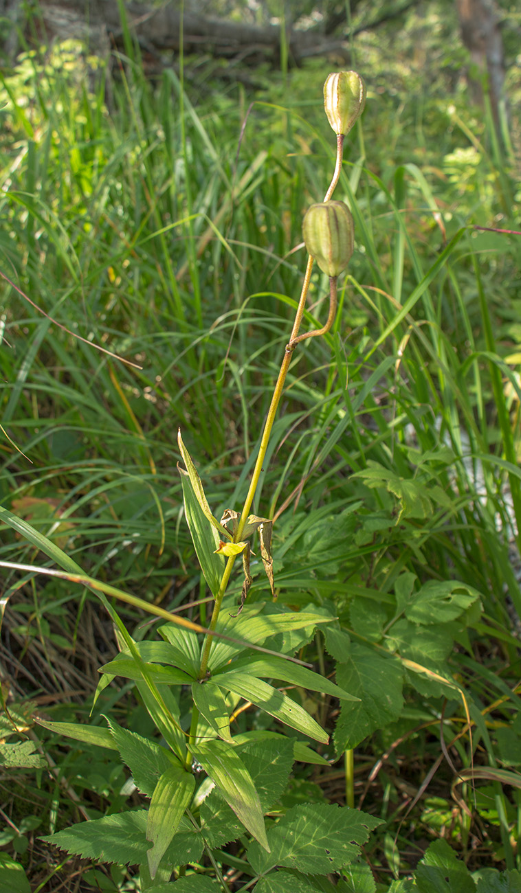 Image of Lilium pilosiusculum specimen.