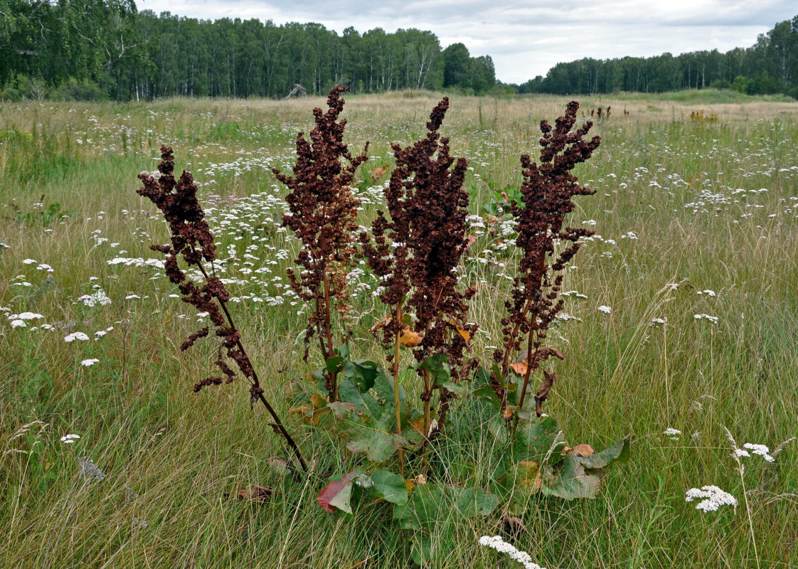 Image of Rumex confertus specimen.