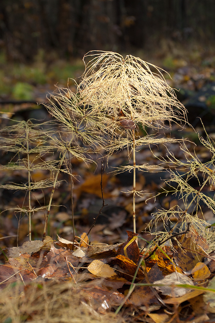 Image of Equisetum sylvaticum specimen.