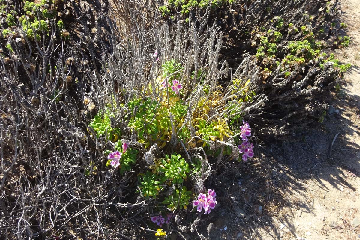 Image of Alstroemeria caryophyllaea specimen.