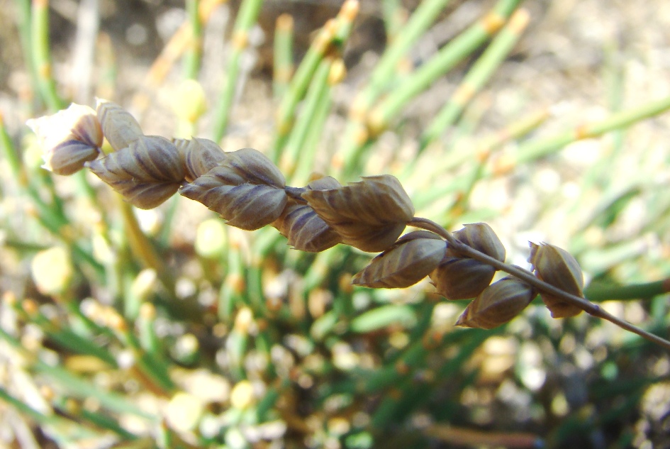 Изображение особи Brizochloa humilis.