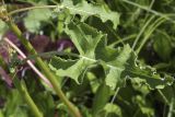 Rumex gmelinii. Фрагменты побегов с узлами, стеблевыми листьями и пазушным соцветием. Сахалинская обл., Охинский р-н, окр. г. Оха, залив Уркт, заболоченный приморский луг. 23.07.2017.
