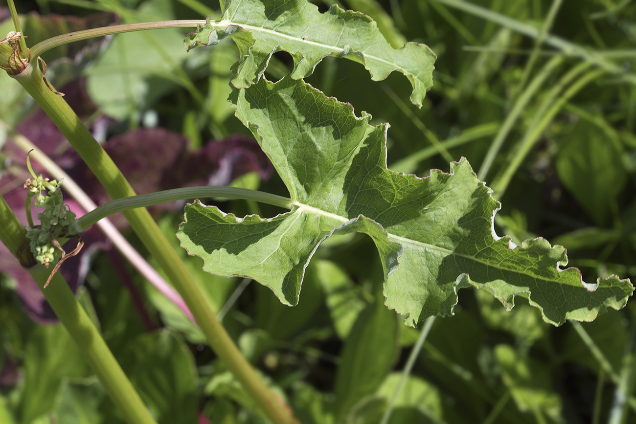 Изображение особи Rumex gmelinii.